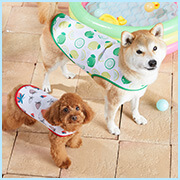 熱中症から愛犬を守りたいクールベスト