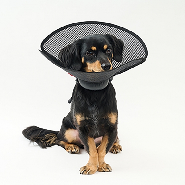 アニサポ　ちょっとだけだカラー 