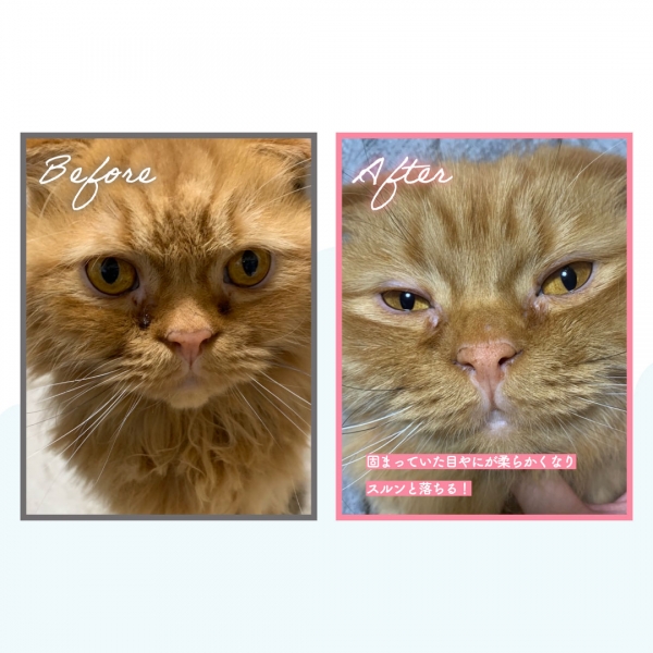 マルーク　犬猫用洗い流さない炭酸シャンプー 