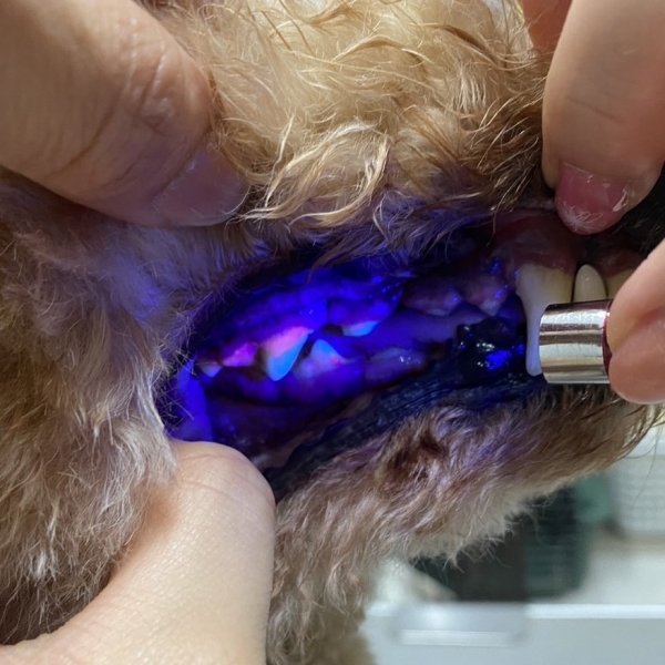 ハノケア　チェックライト 