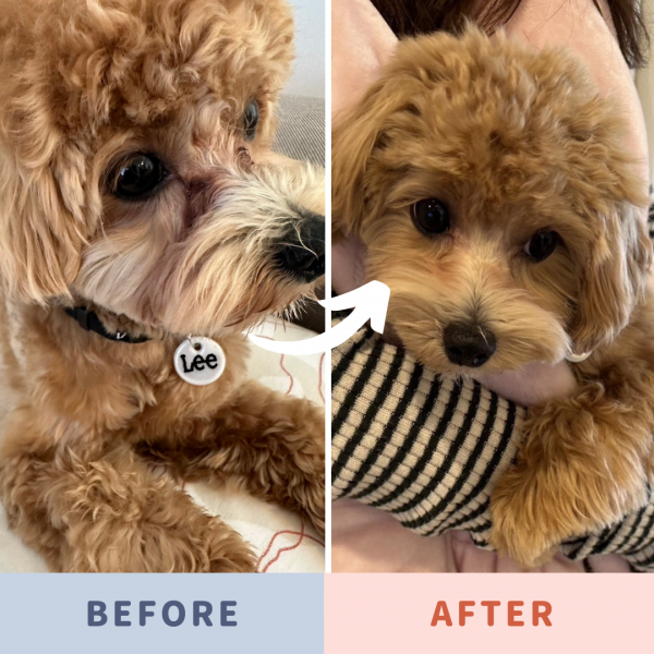 涙やけとるワン 