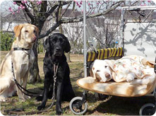 3匹の盲導犬画像