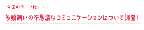 今回のテーマは･･･多頭飼いの不思議なコミュニケーションについて調査！