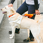 公益財団法人日本盲導犬協会