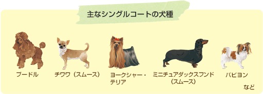 主なシングルコートの犬種
