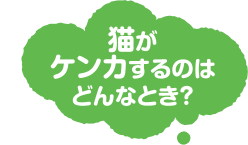 猫がケンカするのはどんなとき？