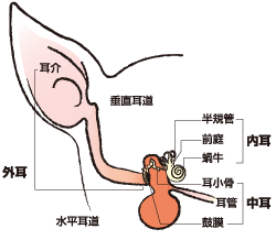耳の断面図