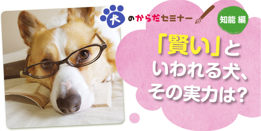 犬のからだセミナー 知能編 「賢い」といわれる犬、その実力は?