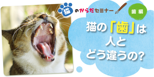 猫のからだセミナー　歯編　猫の「歯」は人とどう違うの？