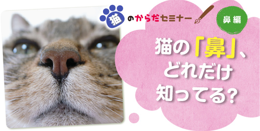 猫のからだセミナー　鼻編　猫の「鼻」、どれだけ知ってる？