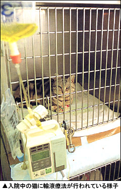 入院中の猫に輸液療法が行われている様子