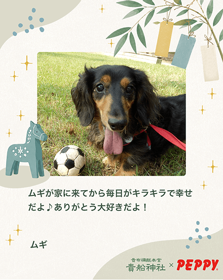 星に願いを(ささのは)