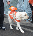 公益財団法人日本盲導犬協会