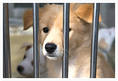 栃木県動物愛護指導センター編 ペット用品の通販サイト ペピイ Peppy