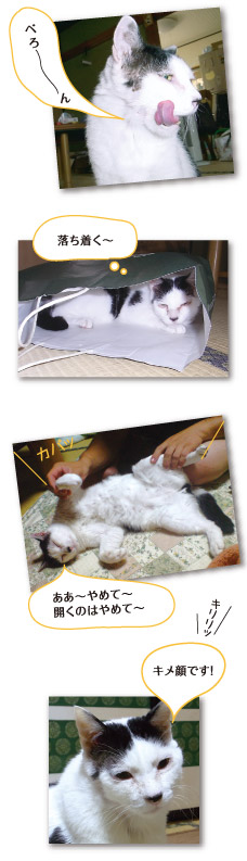 ご長寿猫ブログのスターたち 18 ペット用品通販 ペピイ