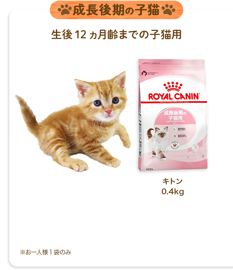 成長後期の子猫生後12ヵ月齢までの子猫用キトン0.4kg※お一人様1袋のみ