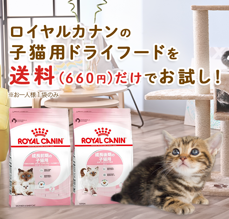 ロイヤルカナンの子猫用ドライフードを送料(660円)だけでお試し！※お一人様1袋のみ