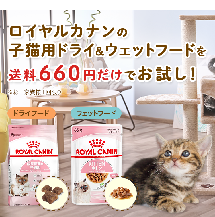  CANIN ロイヤルカナン 子猫用ドライ＋ウェットフードその他 ロイヤルカナン 猫 成長前期の子猫用ドライウェットセット