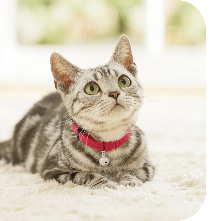 ようこそペピイへ - ペット用品の通販サイト ペピイ（PEPPY）