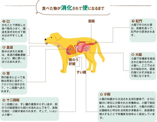 犬のからだセミナー 便編 便 は体調を雄弁に語ります