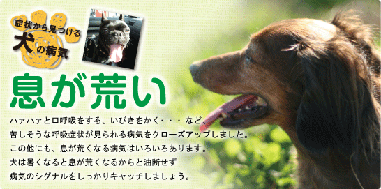 症状から見つける犬の病気 息が荒い ペット用品の通販サイト ペピイ Peppy