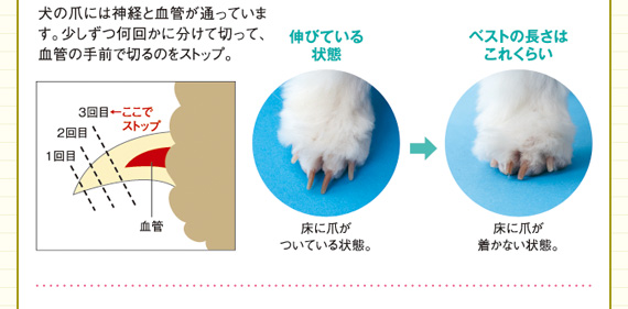 おうちでお手入れ ケア お手入れ編 ペット用品の通販サイト ペピイ Peppy