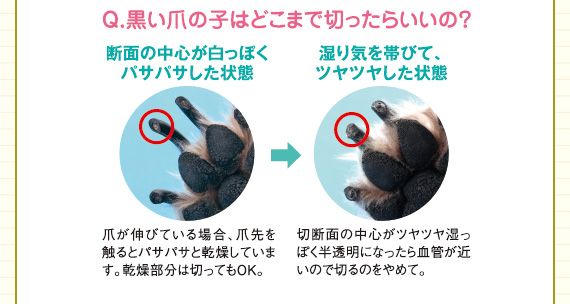 おうちでお手入れ ケア お手入れ編 ペット用品の通販サイト ペピイ Peppy おうちでお手入れ ケア お手入れ編 ペット用品の通販サイト ペピイ Peppy