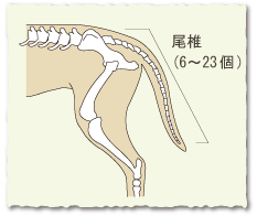 犬の しっぽ のこと どこまで知ってる 犬のからだセミナー しっぽ編 ペット用品の通販サイト ペピイ Peppy