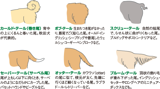 犬の しっぽ のこと どこまで知ってる 犬のからだセミナー しっぽ編 ペット用品の通販サイト ペピイ Peppy