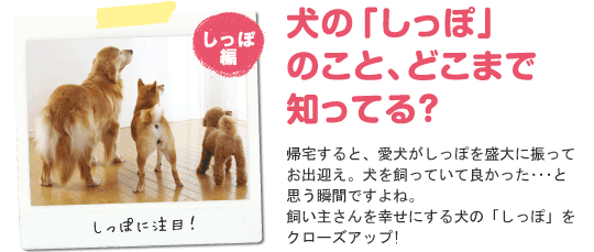 犬の しっぽ のこと どこまで知ってる 犬のからだセミナー しっぽ編 ペット用品の通販サイト ペピイ Peppy