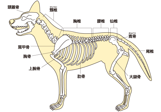 犬の足腰の強み 弱み徹底研究 犬のからだセミナー 足腰編 ペット用品の通販サイト ペピイ Peppy