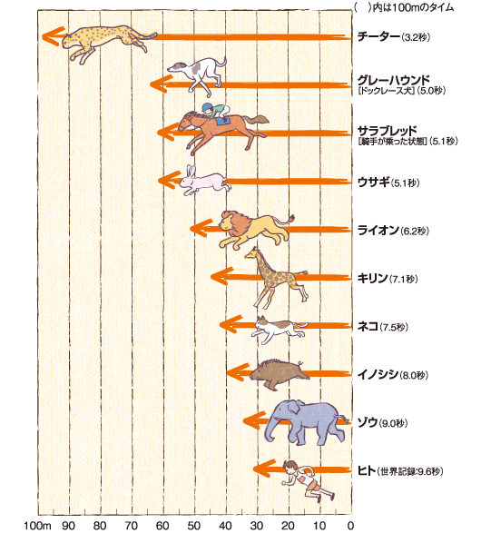 犬のからだセミナー 足腰編 犬の足腰の強み 弱み徹底研究 犬のからだセミナー 足腰編 犬の足腰の強み 弱み徹底研究