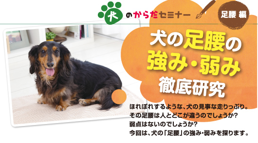 犬のからだセミナー 足腰編 犬の足腰の強み 弱み徹底研究