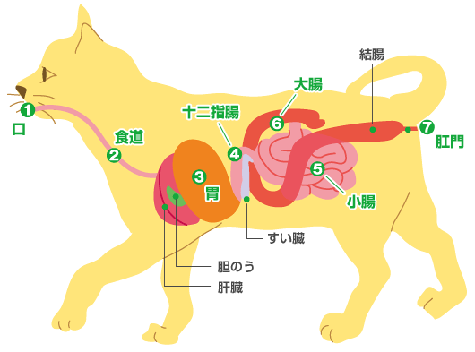 便 は体調を雄弁に語ります 猫のからだセミナー 便編 ペット用品の通販サイト ペピイ Peppy