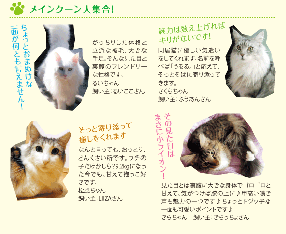 犬 猫種 Pick Up メインクーン