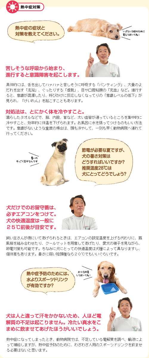 獣医師監修 春夏に多いお悩み解決 わんちゃん編 ペット用品の通販サイト ペピイ Peppy