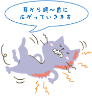 症状から見つける猫の病気 かゆがる ペット用品の通販サイト ペピイ Peppy 症状から見つける猫の病気 かゆがる ペット用品の通販サイト ペピイ Peppy