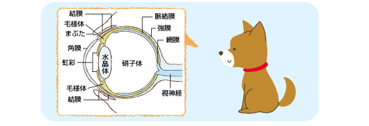 症状から見つける犬の病気 目が充血したり 白濁する
