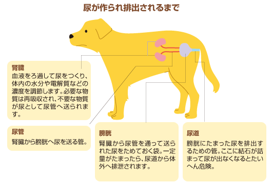 犬の 尿 に隠されたヒミツって 犬のからだセミナー 尿編 ペット用品の通販サイト ペピイ Peppy
