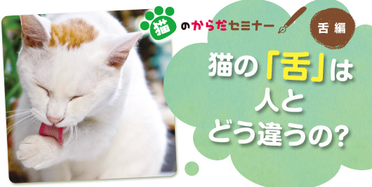 猫の「舌」は人とどう違うの？ 【猫のからだセミナー 舌編】 - ペット 