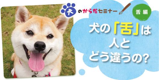 犬のからだセミナー 犬の舌って人とどう違うの ペット用品の通販サイト ペピイ Peppy
