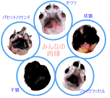 肉球てってい研究