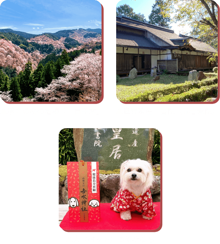 世界遺産・吉水神社×PEPPY コラボ企画】愛犬・愛猫の健康祈願 2024