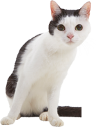 獣医師監修 猫のコミュニケーション術 あいさつ あまえ方 ケンカのルールまで ペット用品の通販サイト ペピイ Peppy 獣医師監修 猫のコミュニケーション術 あいさつ あまえ方 ケンカのルールまで ペット用品の通販サイト ペピイ Peppy