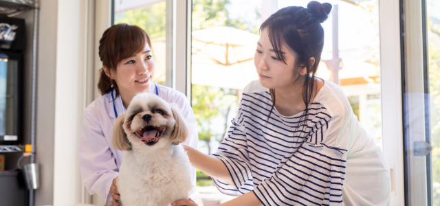 動物病院を受診すべき判断基準