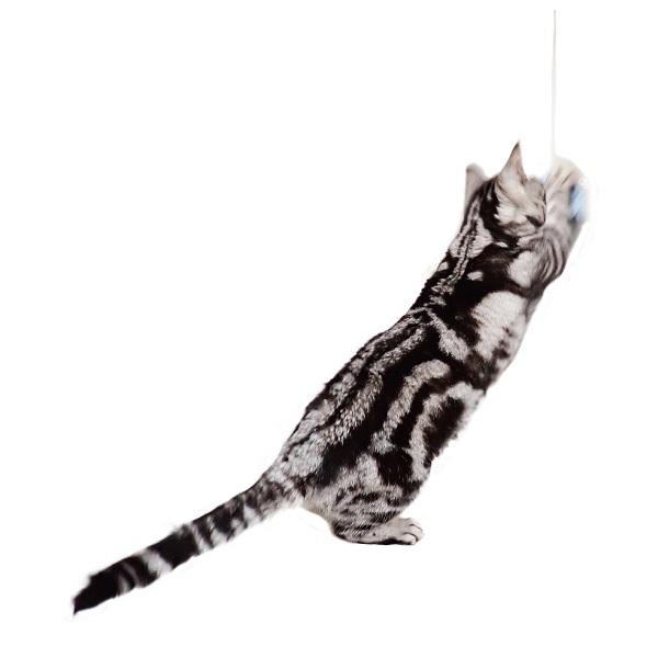 カシャカシャじゃれる　スーパーロング 