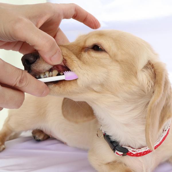 奥まで届くやさしいラバーブラシ マズルの長い子にも余裕を持って使える柄の長さ。