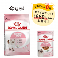 【成長後期の子猫用】ロイヤルカナン　キトン　ドライ＆ウェット