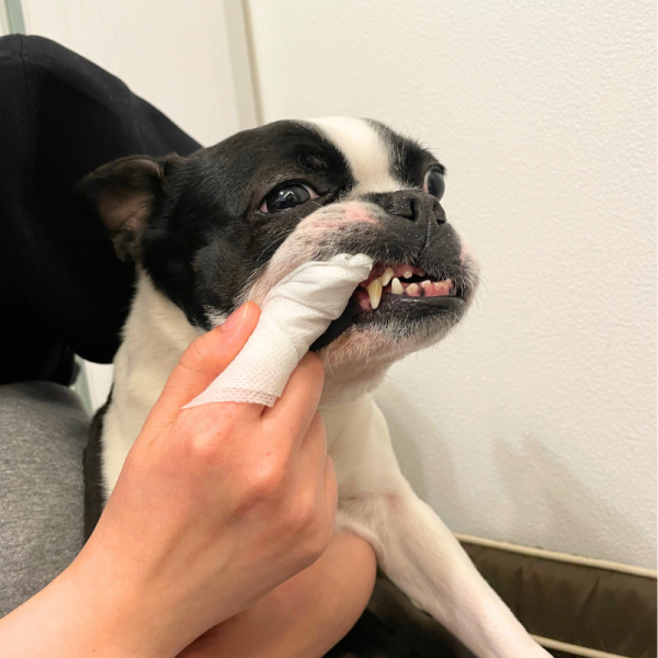 ボーダン◆シート 指にシートを巻き、徐々に慣れさせ磨いてください。