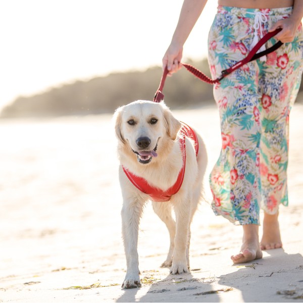 イージードッグゼロショック（犬用リード） レッド・64ｃｍ  ※ハーネスは別売り